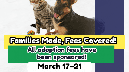 Pet adoption flyer