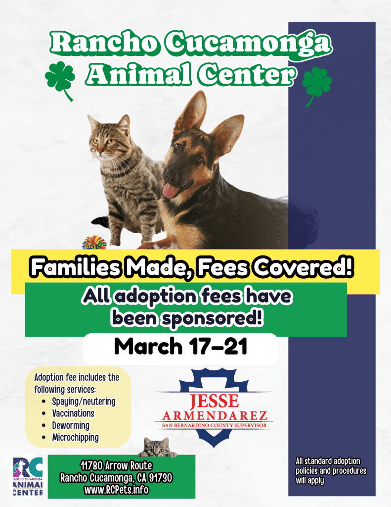 Pet adoption flyer